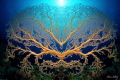   crazy gorgonian  